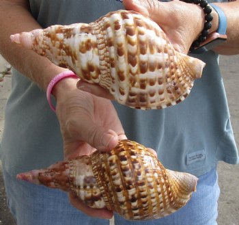 2 piece lot of Caribbean Triton Trumpet seashells 7 inches - Available for Sale for $32.00/lot