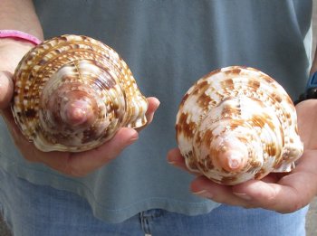 2 piece lot of Caribbean Triton Trumpet seashells 7 inches - Available for Sale for $32.00/lot