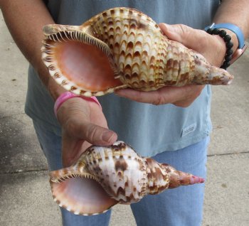 2 piece lot of Caribbean Triton Trumpet seashells 7 inches - Buy Now for $32.00/lot