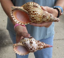 2 piece lot of Caribbean Triton Trumpet seashells 7 inches - Buy Now for $32.00/lot