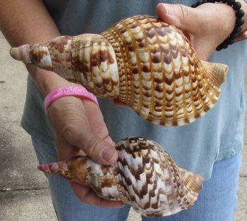 2 piece lot of Caribbean Triton Trumpet seashells 7 inches - Buy Now for $32.00/lot