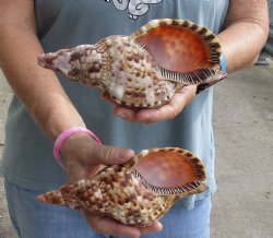 2 piece lot of Caribbean Triton Trumpet seashells 7 inches - Available for Sale for $32.00/lot