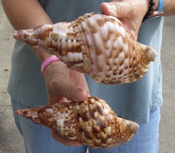 2 piece lot of Caribbean Triton Trumpet seashells 7 inches - Available for Sale for $32.00/lot