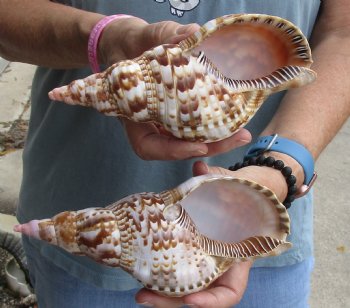 2 piece lot of Caribbean Triton Trumpet seashells 7 inches - Buy Now for $32.00/lot