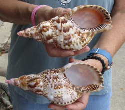 2 piece lot of Caribbean Triton Trumpet seashells 7 inches - Buy Now for $32.00/lot