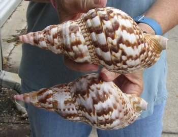 2 piece lot of Caribbean Triton Trumpet seashells 7 inches - Buy Now for $32.00/lot