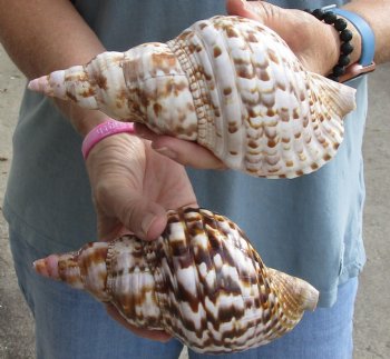 2 piece lot of Caribbean Triton Trumpet seashells 7 inches - Buy Now for $32.00/lot