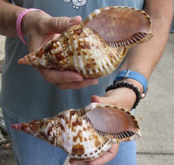 2 piece lot of Caribbean Triton Trumpet seashells 7 inches - Buy Now for $32.00/lot