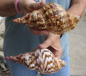 2 piece lot of Caribbean Triton Trumpet seashells 7 inches - Buy Now for $32.00/lot