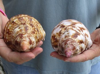 2 piece lot of Caribbean Triton Trumpet seashells 7 inches - Buy Now for $32.00/lot