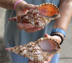 2 piece lot of Caribbean Triton Trumpet seashells 7 inches - Buy Now for $32.00/lot