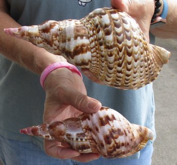 2 piece lot of Caribbean Triton Trumpet seashells 7 inches - Buy Now for $32.00/lot