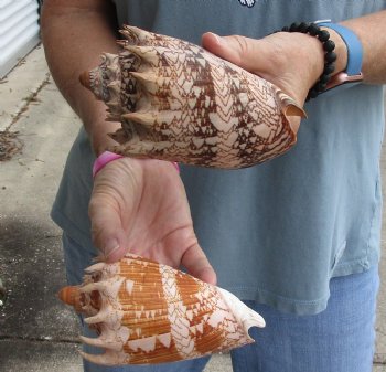 2 piece lot of Imperial Volute seashells 5-3/4 inches - $18/lot