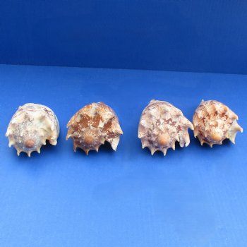 4 Imperial Volute Seashells, 5" to 5-1/2" - $20