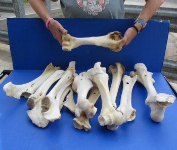 11 Assorted B-Grade Buffalo Leg Bones, 11" to 14" - $60