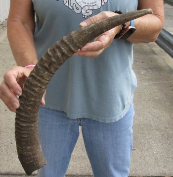 Buy thisB-Grade 21 inch Roan Horn for $15