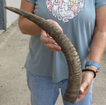 Buy thisB-Grade 21 inch Roan Horn for $15