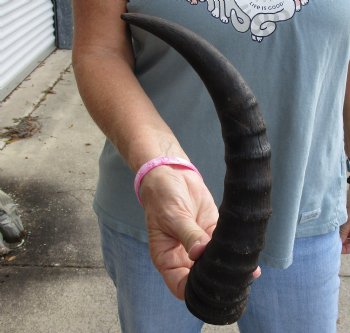 Buy this 13 inch Tsesebee Horns for $15