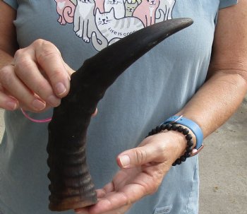 Buy this 13 inch Tsesebee Horns for $15