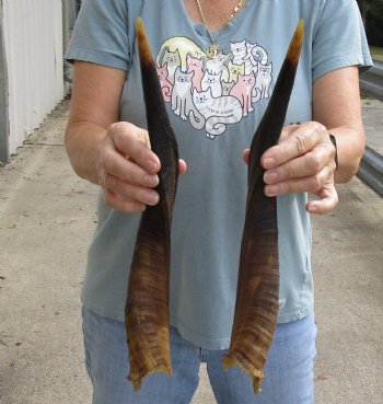 Matching pair of Nyala horns for sale measuring approximately 16 inches for $30