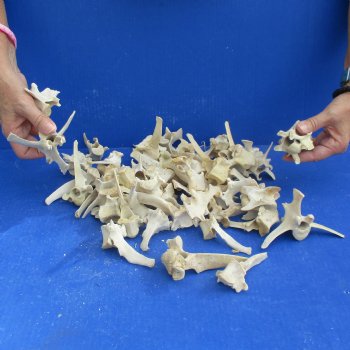 50 Wild Boar Vertebrae Bones, 2-1/2" to 6" - <font color=red>Special Price $50</font>