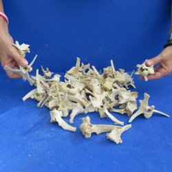 50 Wild Boar Verteb...