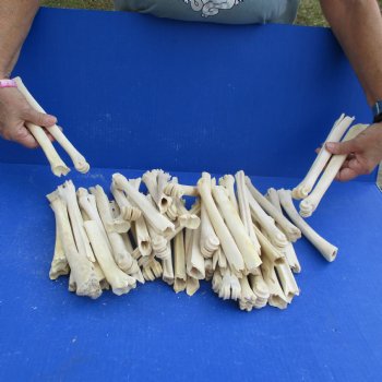 50 Damaged Deer Leg Bones, 6" to 10" - $25