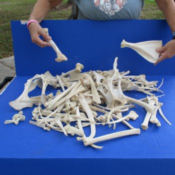 8lbs of Assorted Deer & Boar Bones - $50