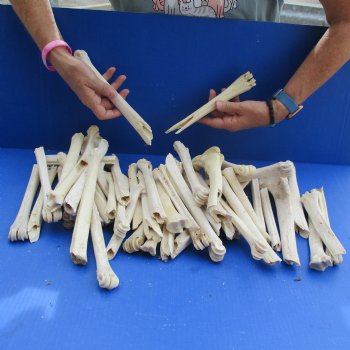 50 Damaged Deer Leg Bones, 6" to 10" - $25