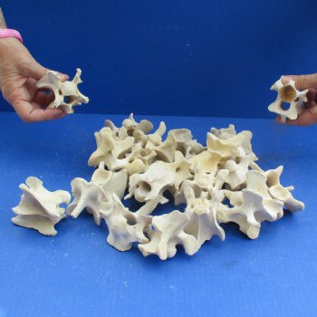 20 Deer Neck Vertebrae, 3" to 4" - <font color=red>Special Price $25</font>