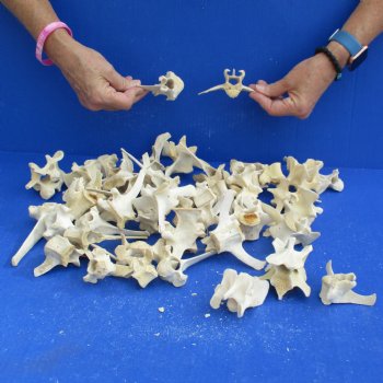 50 Wild Boar Vertebrae Bones, 2-1/2" to 6" - <font color=red>Special Price $50</font>