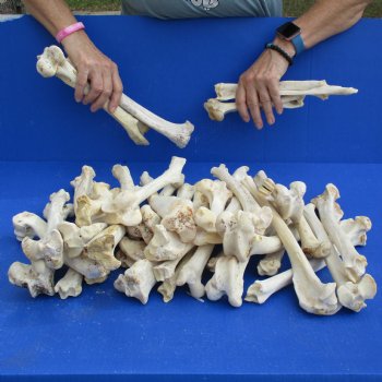 40 Semi-Clean Deer Leg Bones, 7" to 12" - $40