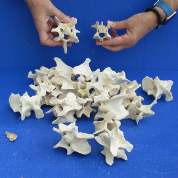 20 Deer Neck Vertebrae, 3" to 4" - <font color=red>Special Price $25</font>