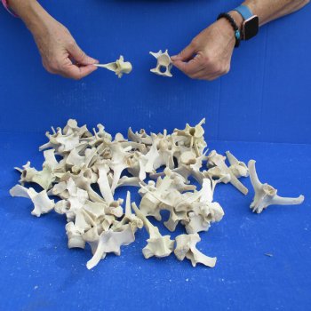 50 Wild Boar Vertebrae Bones, 2-1/2" to 6" - <font color=red>Special Price $50</font>