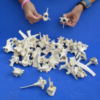 50 Wild Boar Vertebrae Bones, 2-1/2" to 6" - <font color=red>Special Price $50</font>