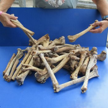 50 Nature Cleaned Deer Leg Bones, 7" to 12" - <font color=red>Special Price $25</font>