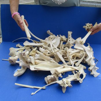 8lbs of Assorted Deer & Boar Bones - $50