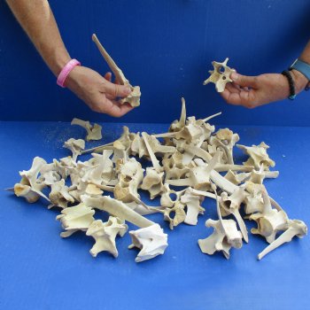 50 Wild Boar Vertebrae Bones, 2-1/2" to 6" - <font color=red>Special Price $50</font>