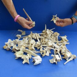 50 Wild Boar Verteb...