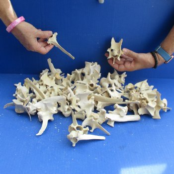 50 Wild Boar Vertebrae Bones, 2-1/2" to 6" - <font color=red>Special Price $50</font>