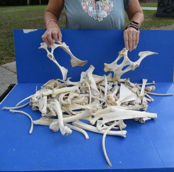 8lbs of Assorted Deer & Boar Bones - $50