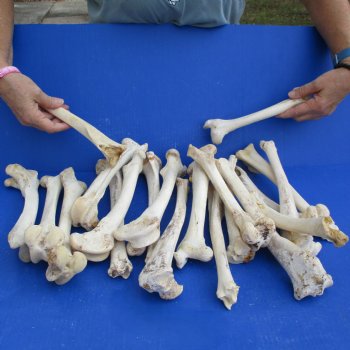 20 Semi-Clean Deer Leg Bones, 8" to 12" - $25