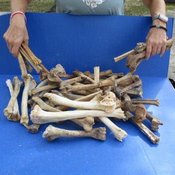 50 Nature Cleaned Deer Leg Bones, 7" to 12" - <font color=red>Special Price $25</font>