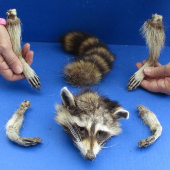 Preserved Raccoon Head, Legs, & Tail - $30