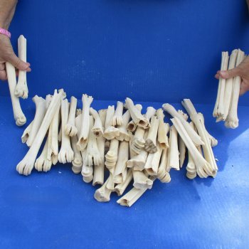 50 Damaged Deer Leg Bones, 5" to 8" - $25