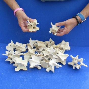 20 Deer Neck Vertebrae, 3" to 4" - <font color=red>Special Price $25</font>