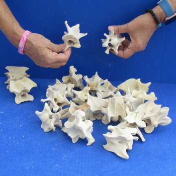 20 Deer Neck Vertebrae, 3" to 4" - <font color=red>Special Price $25</font>