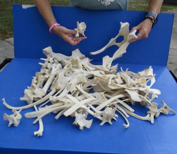 8lbs of Assorted Deer & Boar Bones - $50