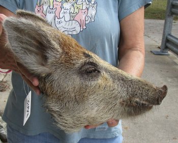 14" Preserved Georgia Wild Boar / Hog Head - $40