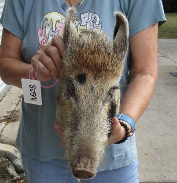 14" Preserved Georgia Wild Boar / Hog Head - $40